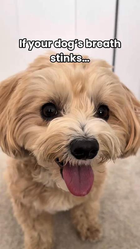 olliepopmaltipoo Facebook ad