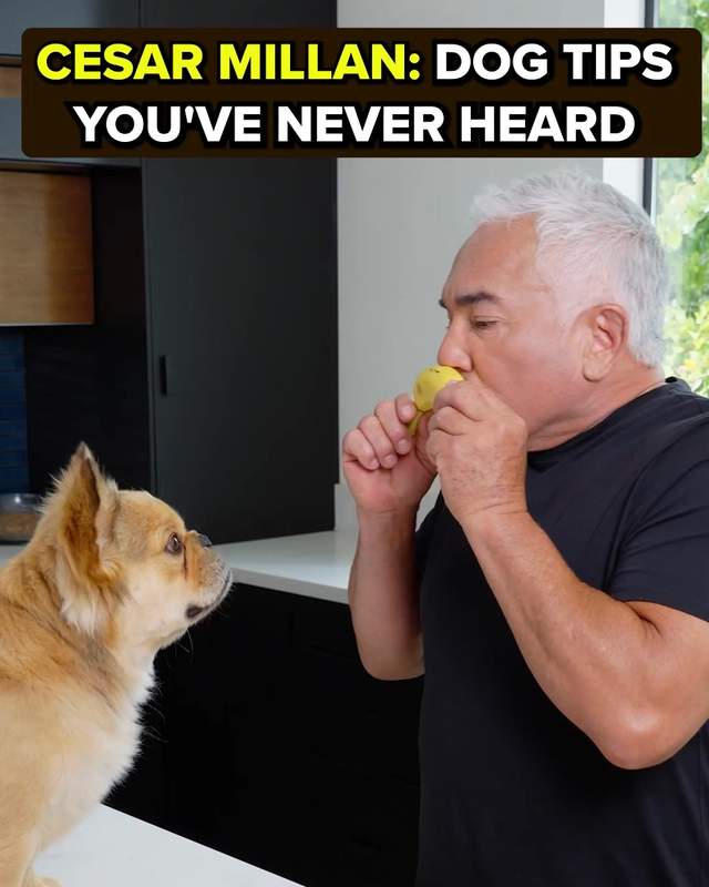 Cesar Millan Facebook ad