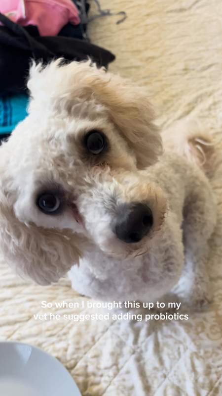 Dog is Human Facebook ad