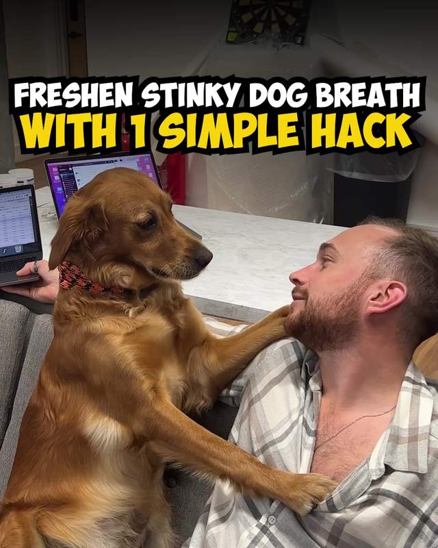 PetLab Co. Facebook ad