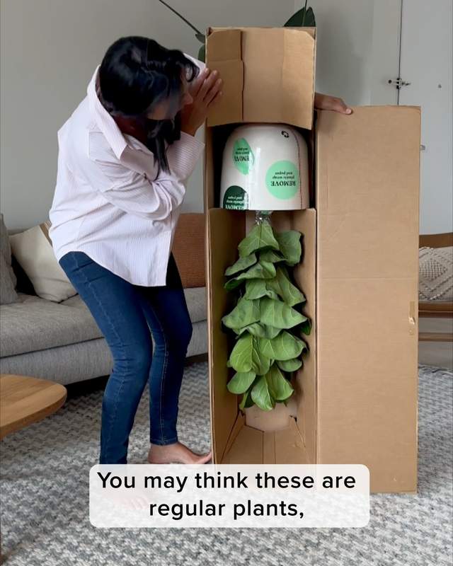 easyplant Facebook ad