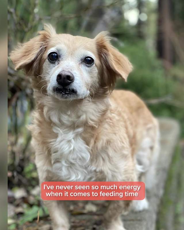 The Farmer's Dog Facebook ad