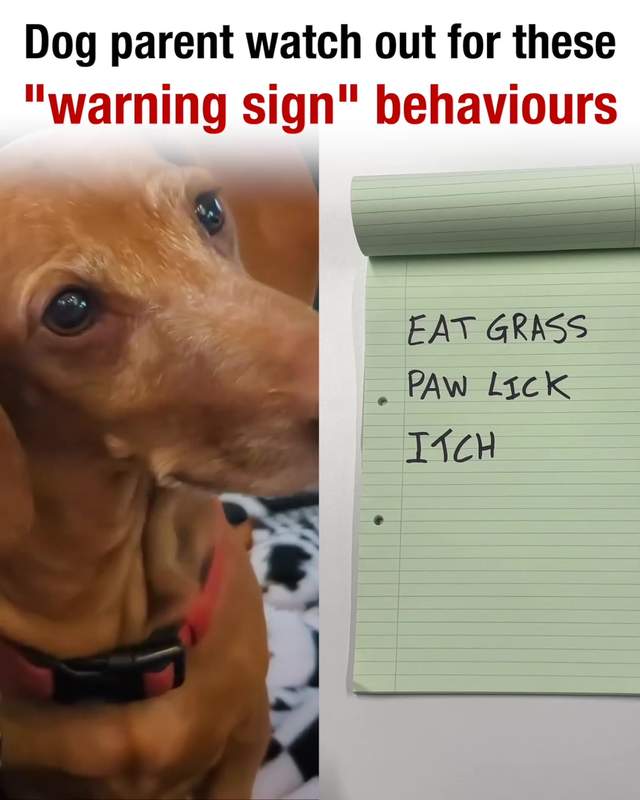 PetLab Co. Facebook ad