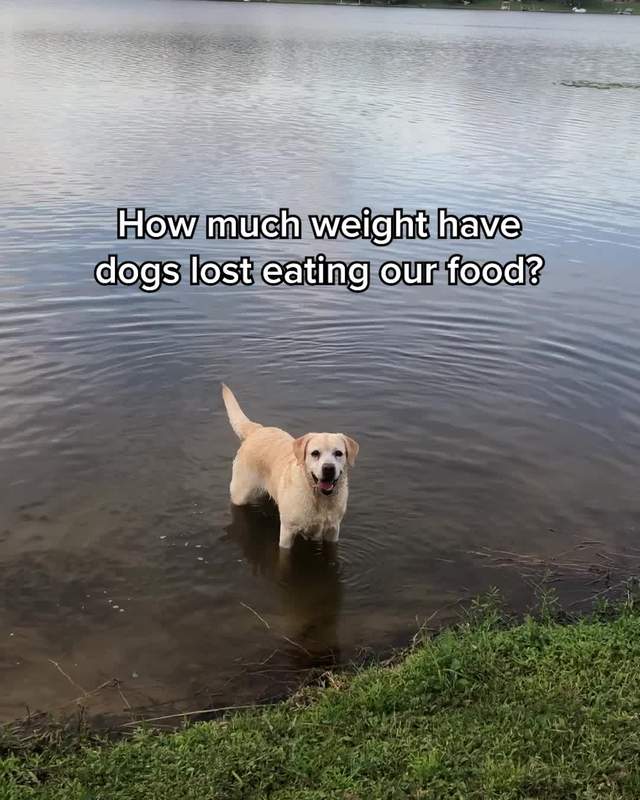 The Farmer's Dog Facebook ad