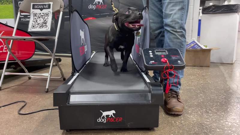 dogPACER Treadmill Facebook ad