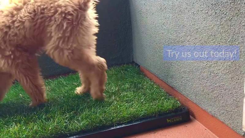 DoggieLawn Facebook ad
