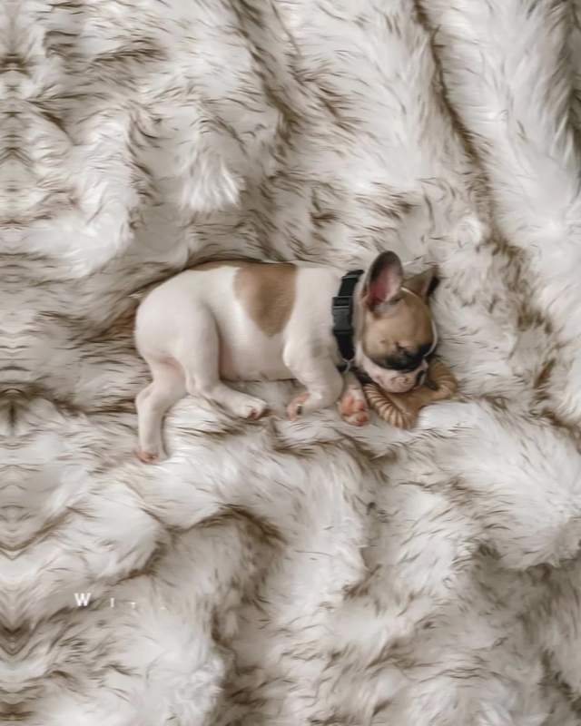 Paw.com Facebook ad
